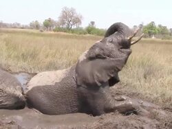 MS PAN Shot of two elephants cool off in large mud bath / ghanzi district, ghanzi district, botswana Stock Footage