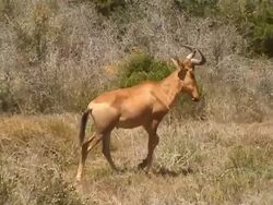 Wildlife in Africa Stock Footage