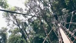 Zip line Adventure Stock Footage