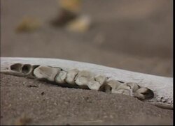 RR0148/C  Botswana: Bushmen News Clip