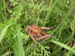 Colourful Grasshopper Stock Footage