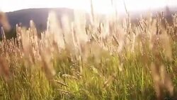 Golden meadow Stock Footage