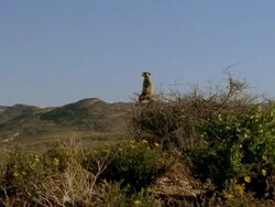 Meerkat (Suricata suricatta) guard in on bush, Namaqualand, South Africa Stock Footage