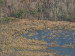 MS AERIAL Shot of Marsh in forest / Georgia, United States Stock Footage