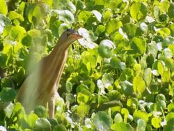MS Shot of little bittern walking in pond / Tel Aviv, Dan Metropolitan,Gush Dan, Israel Stock Footage