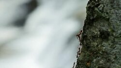 Parade Red Ant on trees near waterfalls and streams. Stock Footage