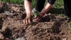 Farm worker planting seedlings Stock Footage