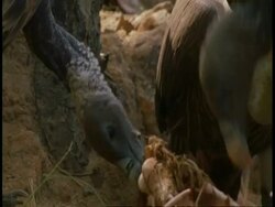 CU group of King Vultures, Sarcogyps calvus, with carcass, Bandhavgarh National Park, India Stock Footage