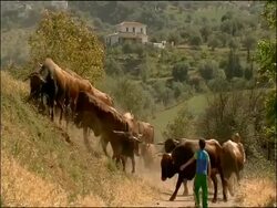 Boy herding cattle, Alcaucin, Malaga, Andalusia, Southern Spain. Retinta cattle: They are an endemic Spanish breed used for the last 2000 years or more and found through the southern provinces of Extremadura and Andalucia. Stock Footage