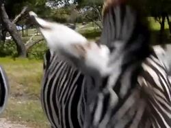 Zebra Stock Footage
