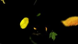 Loop leaves falling video background + matte Stock Footage