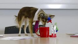 Business dog plays with drinking bird knocking it over Stock Footage