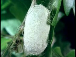 CU Silkworm moth, Bombyx mori, cocoon Stock Footage