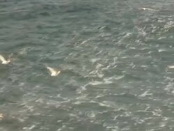 Sea Gulls Series Stock Footage