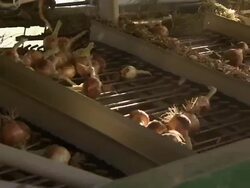 Close up of onions moving through the inside of the combine. Stock Footage
