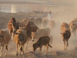 WS farmer herding cows / Vientiane, Laos Stock Footage