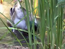 Two enamored Mallard ducks...close up Stock Footage