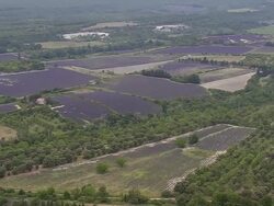 WS AERIAL View over Lavender fields and vineyards / Rhone Alpes, France Stock Footage