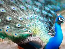 Male Peacock Stock Footage