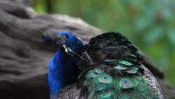 Peacock Stock Footage