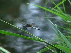 Dragon Fly Stock Footage