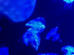 Jelly fish Stock Footage