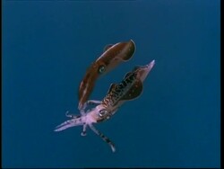 Squid swimming Stock Footage