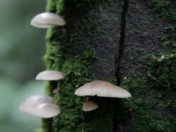 Fungi Dolly Stock Footage