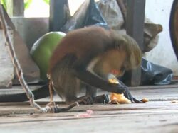Mona Monkey of Africa Stock Footage