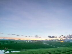 Top view Green tea plant Stock Footage