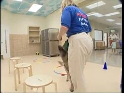 Special hotel for pampered pets News Clip