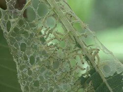 group feeding behavior of the milkweed tussock moth caterpillar  Stock Footage