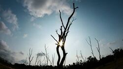 Timelapse of dead trees Stock Footage