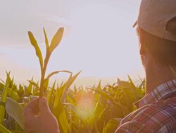 MS Man Checking The Corn Plants Stock Footage