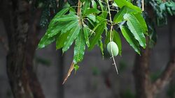 Rain dropping on mango Stock Footage