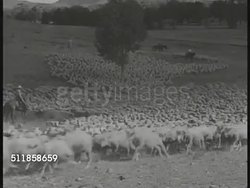 1940s: AUSTRALIA/NEW ZEALAND: RANCHING: SHEEP: HA WS Flock of sheep moving in hillside grazing area, male on horseback & sheep herding dogs directing sheep. HA WS Flock being directed downhill.  Ranchers, sheep breeders, range, farm, wool for export. Instructional Video