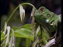 CU Juvenile Green iguana on branch, South America Stock Footage