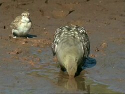 Namaqua Sandgrouse (Pterocles namaqua), drinks from waterhole, 3 weavers watch MS, Namaqualand, South Africa Stock Footage
