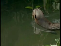 MS High angle pan left, Giant Otter swimming in river, South America Stock Footage