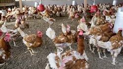 chickens in a poultry farm Stock Footage