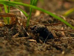 A beetle exits a hole and crawls under a blade of grass. Stock Footage