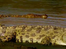 MS Crocodile moving slowly through water and passing by others resting on river bank / Masai Mara, Kenya Stock Footage