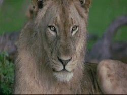 African Lions (Panthera leo) - CU head of Sub-adult male lion looking to camera, Mana Pools, Zimbabwe Stock Footage