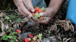 CLEAN : Strawberry fields lost due to fungus in Honduras News Clip