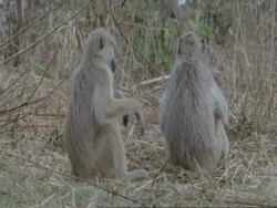 Baboons sitting, MS, Tanzania Stock Footage
