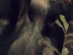 CU, Young chimpanzee (Pan troglodytes) playing with adult, Gombe Stream National Park, Tanzania Stock Footage