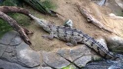 Freshwater crocodile Stock Footage