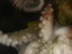 Octopus in the Abyss Stock Footage