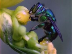 Euglossine Bee, CU bee with nectar on it's hind legs, collect nectar from flower, Panama. Stock Footage