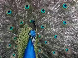 Peacock Stock Footage